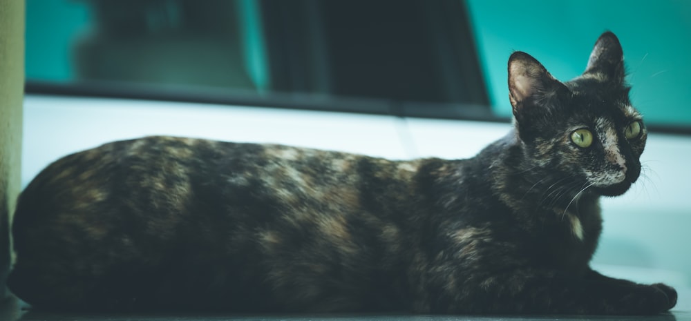 a black cat lying on a bed