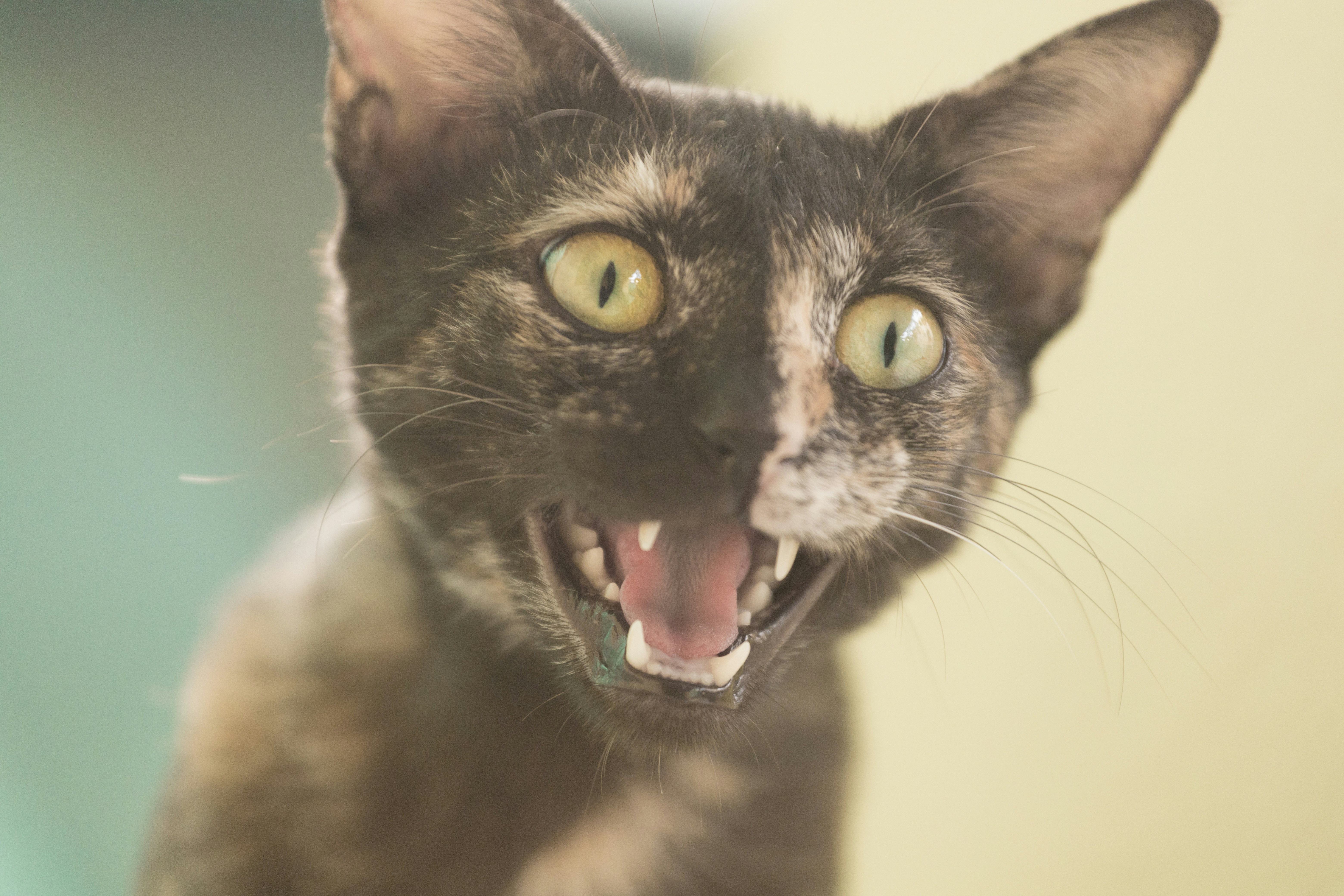 Photo by wildandbeyondbyvivek