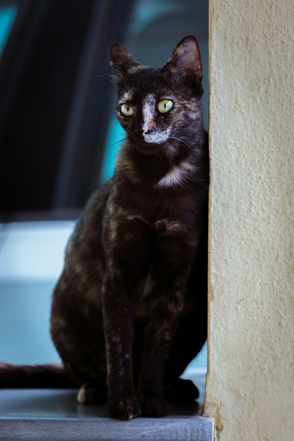a black cat sitting on a window sill