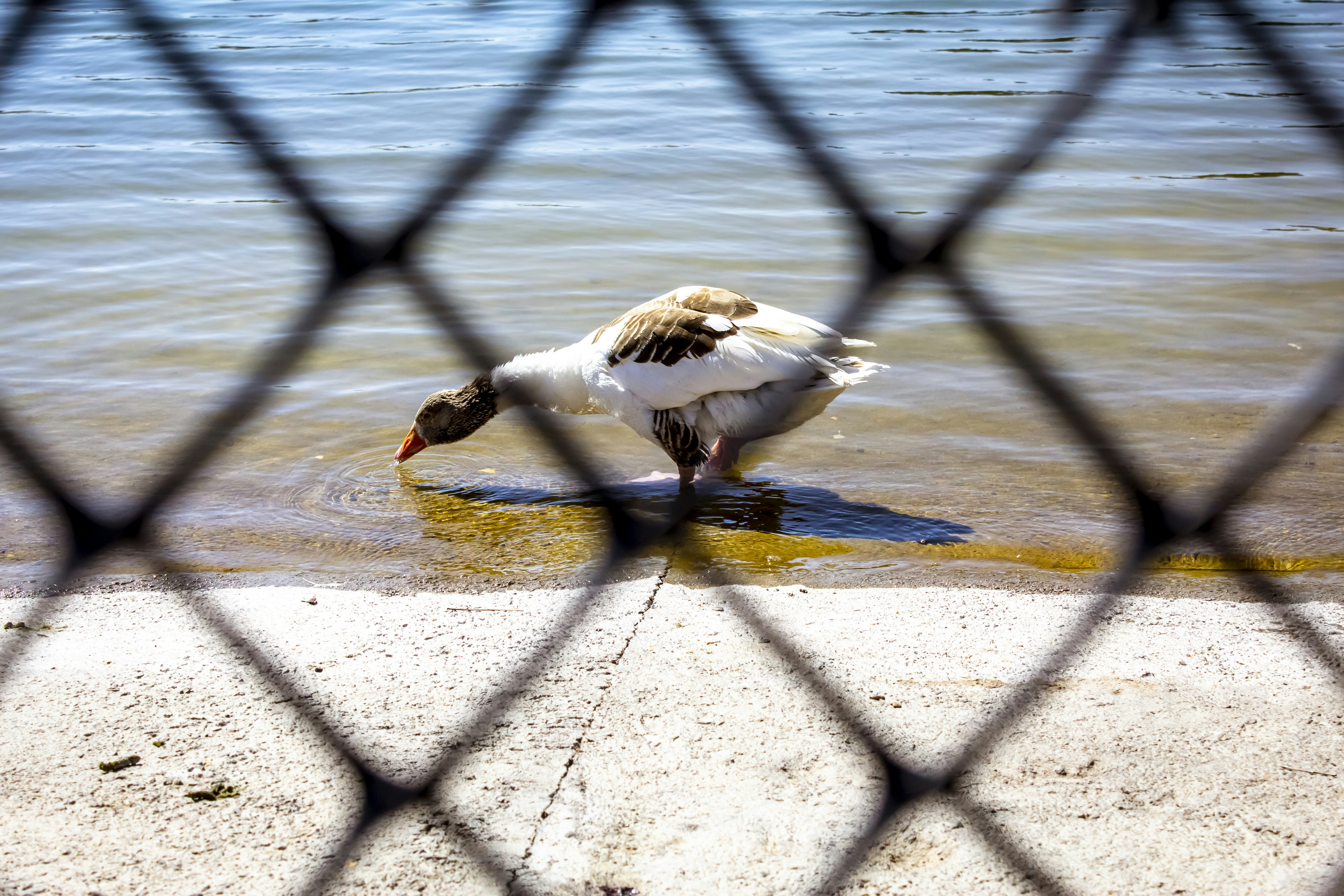a duck walking on a sidewalk, 