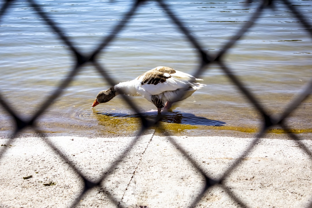 a duck walking on a sidewalk,