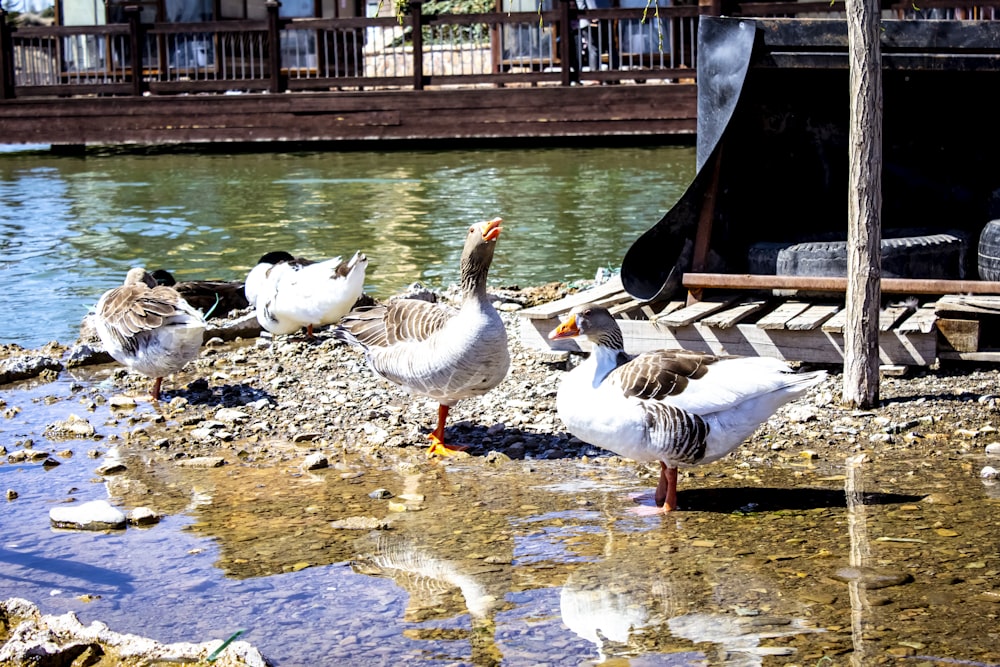 a group of ducks by a pond