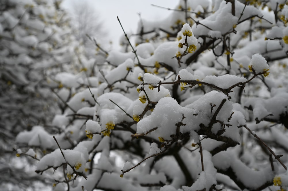 uma árvore coberta de neve