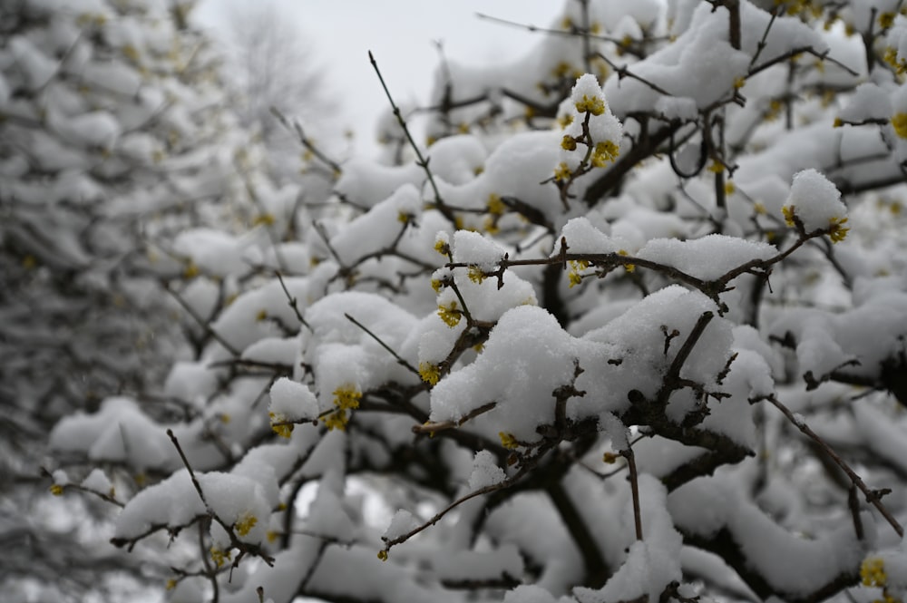 a tree covered in snow