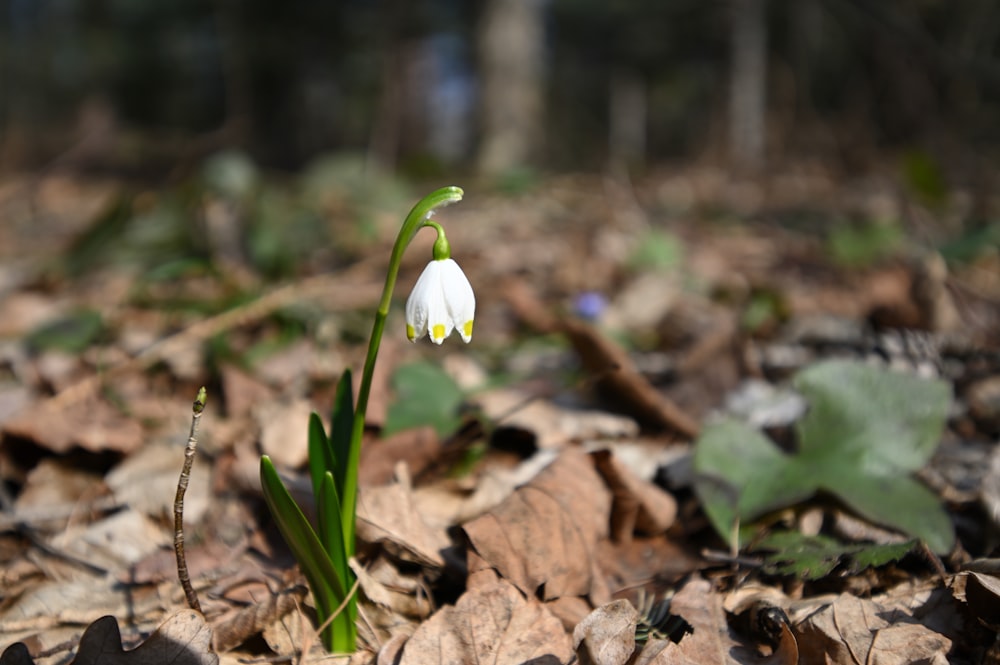 a white flower in the dirt