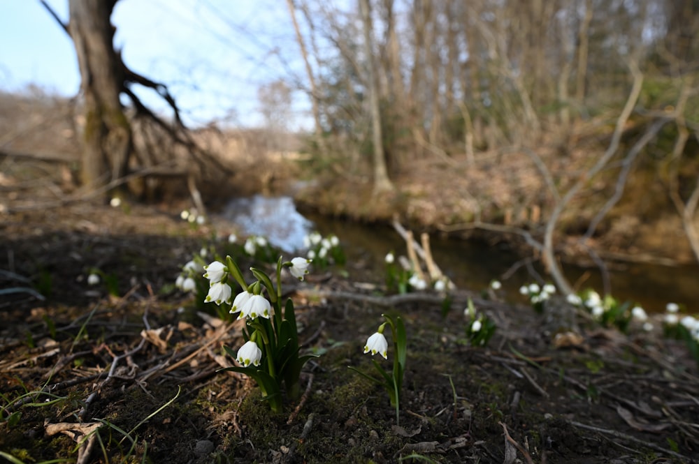 a small stream with white flowers