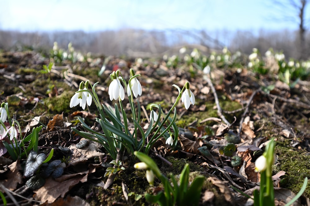 a close-up of some flowers