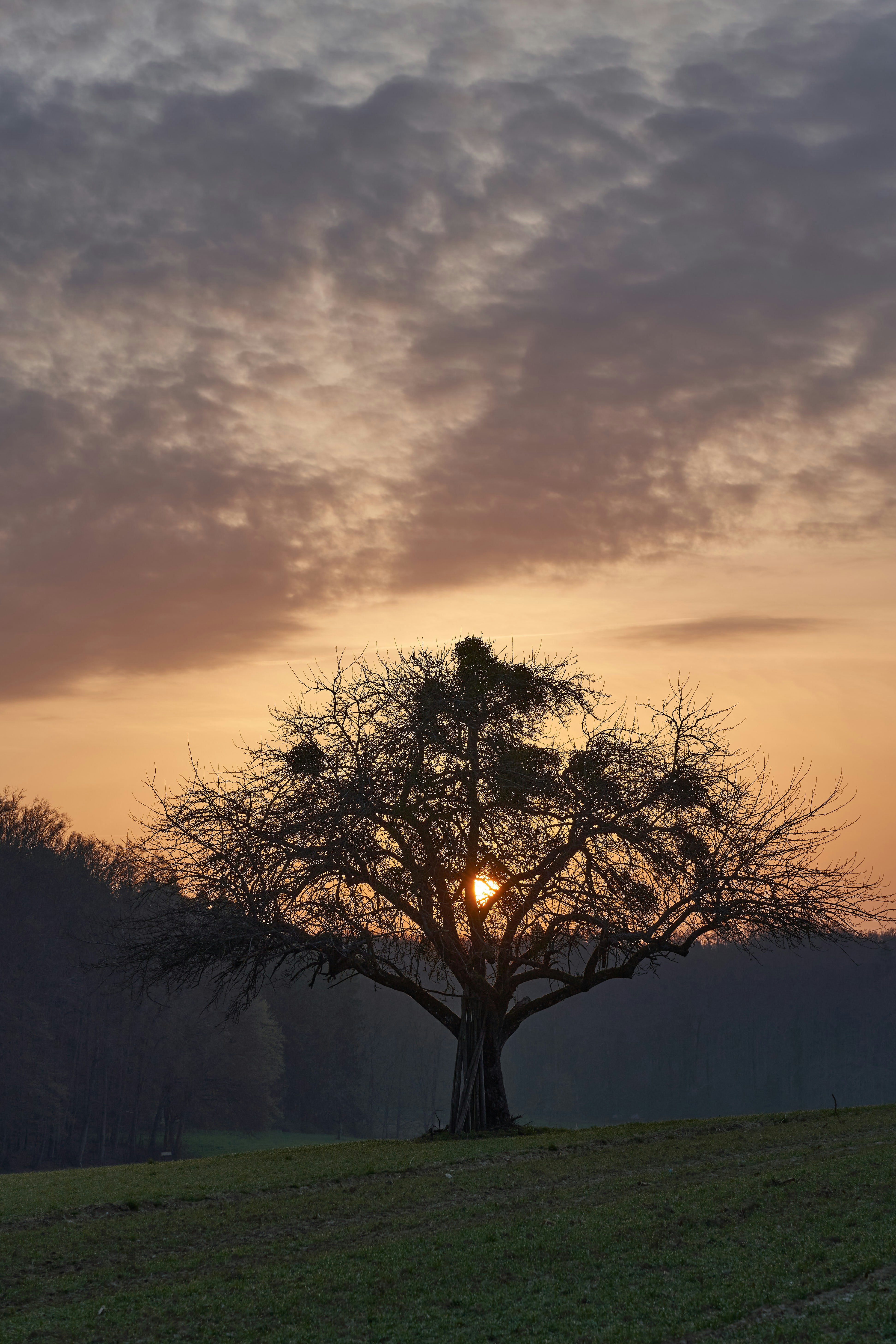 Photo by wolfgang_hasselmann