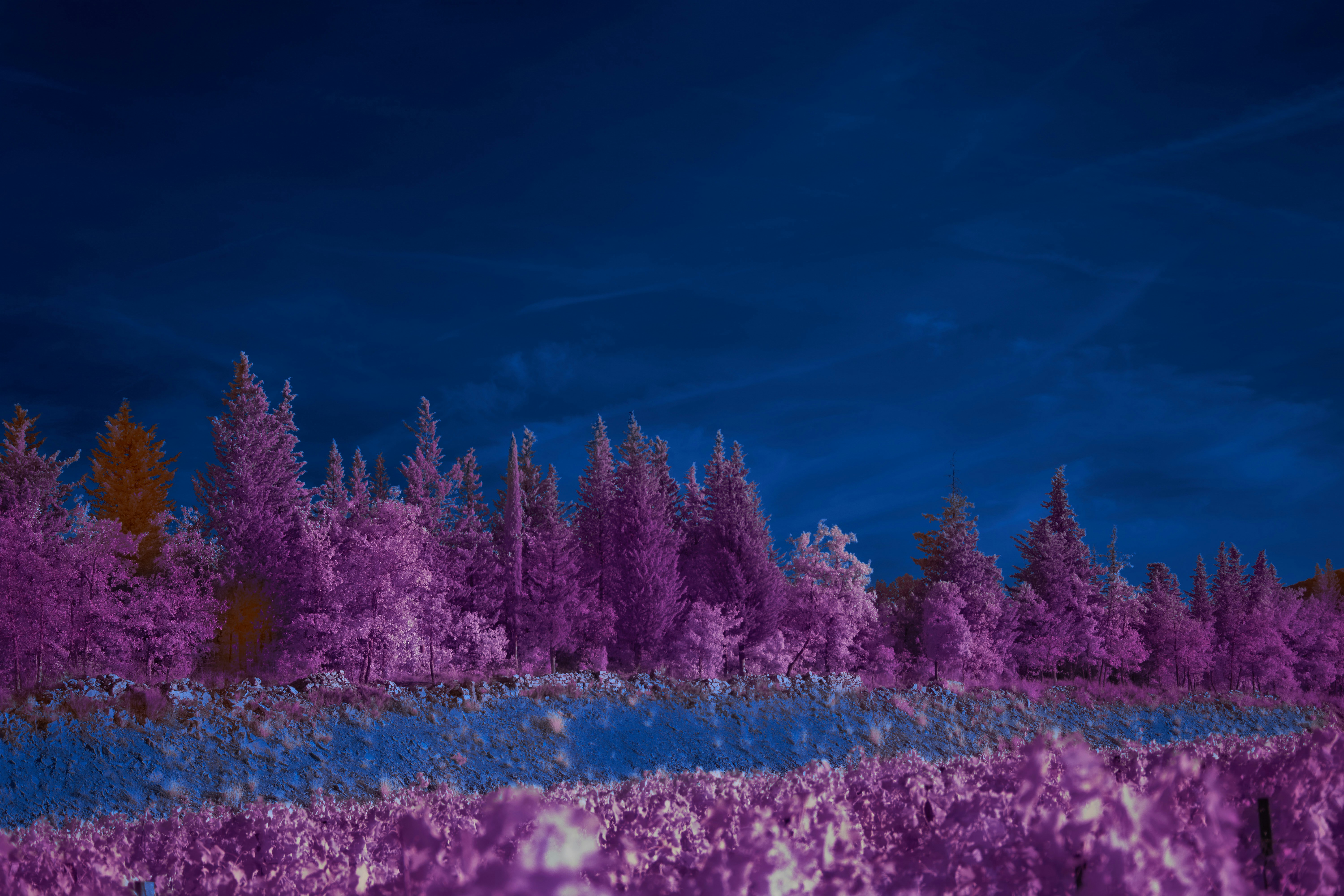 Photo by wolfgang_hasselmann