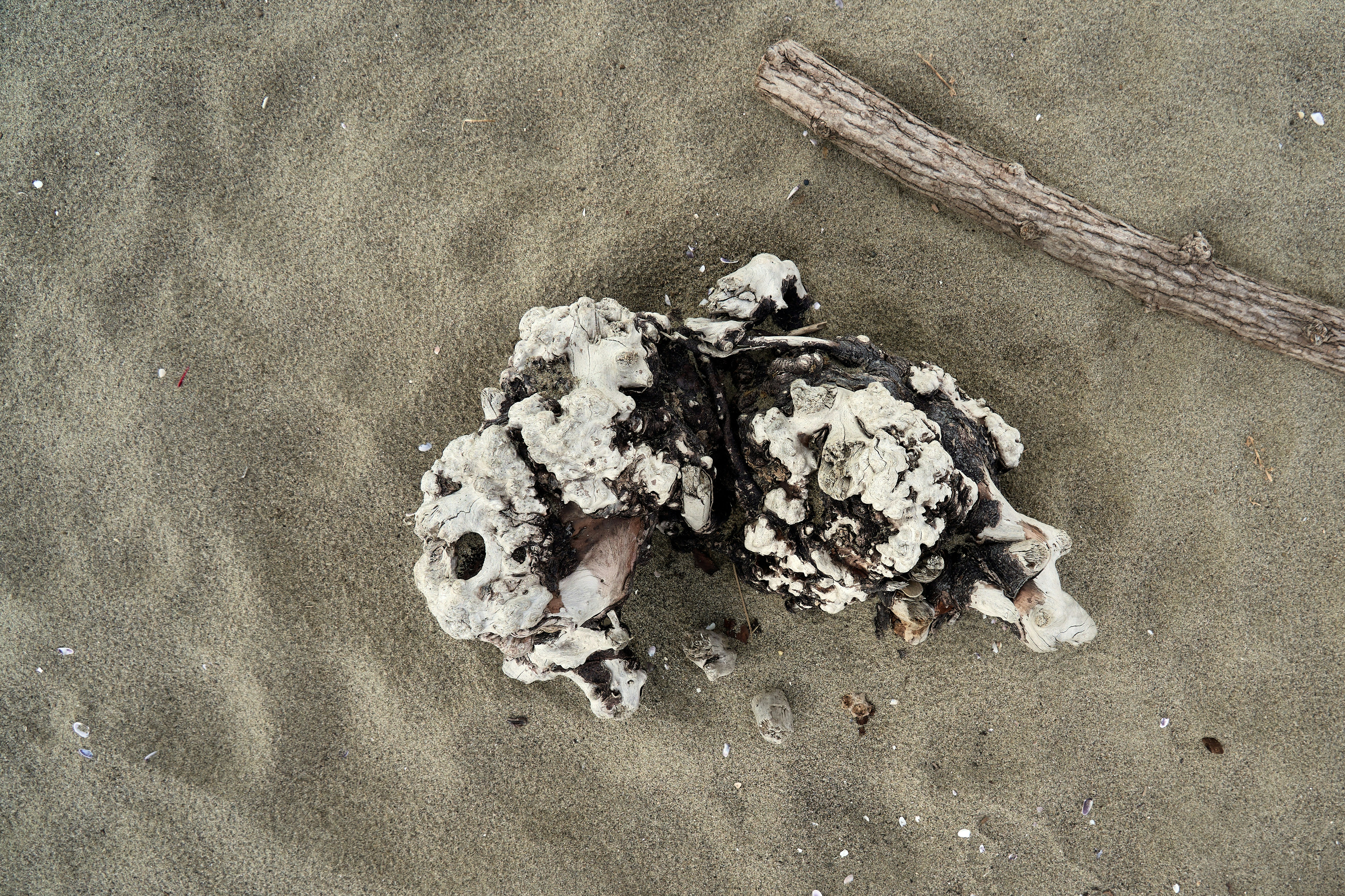 Photo by wolfgang_hasselmann