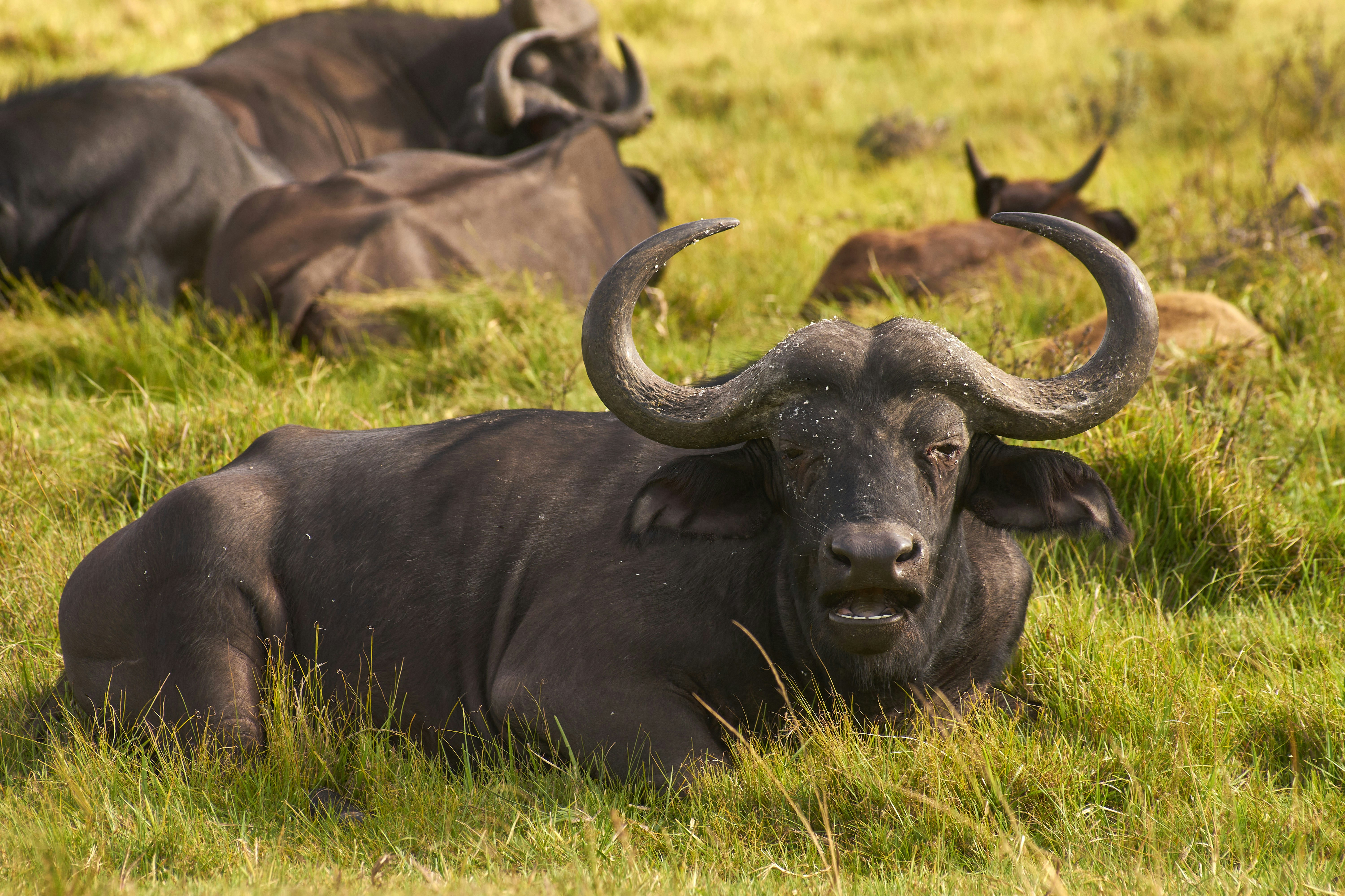 Photo by wolfgang_hasselmann