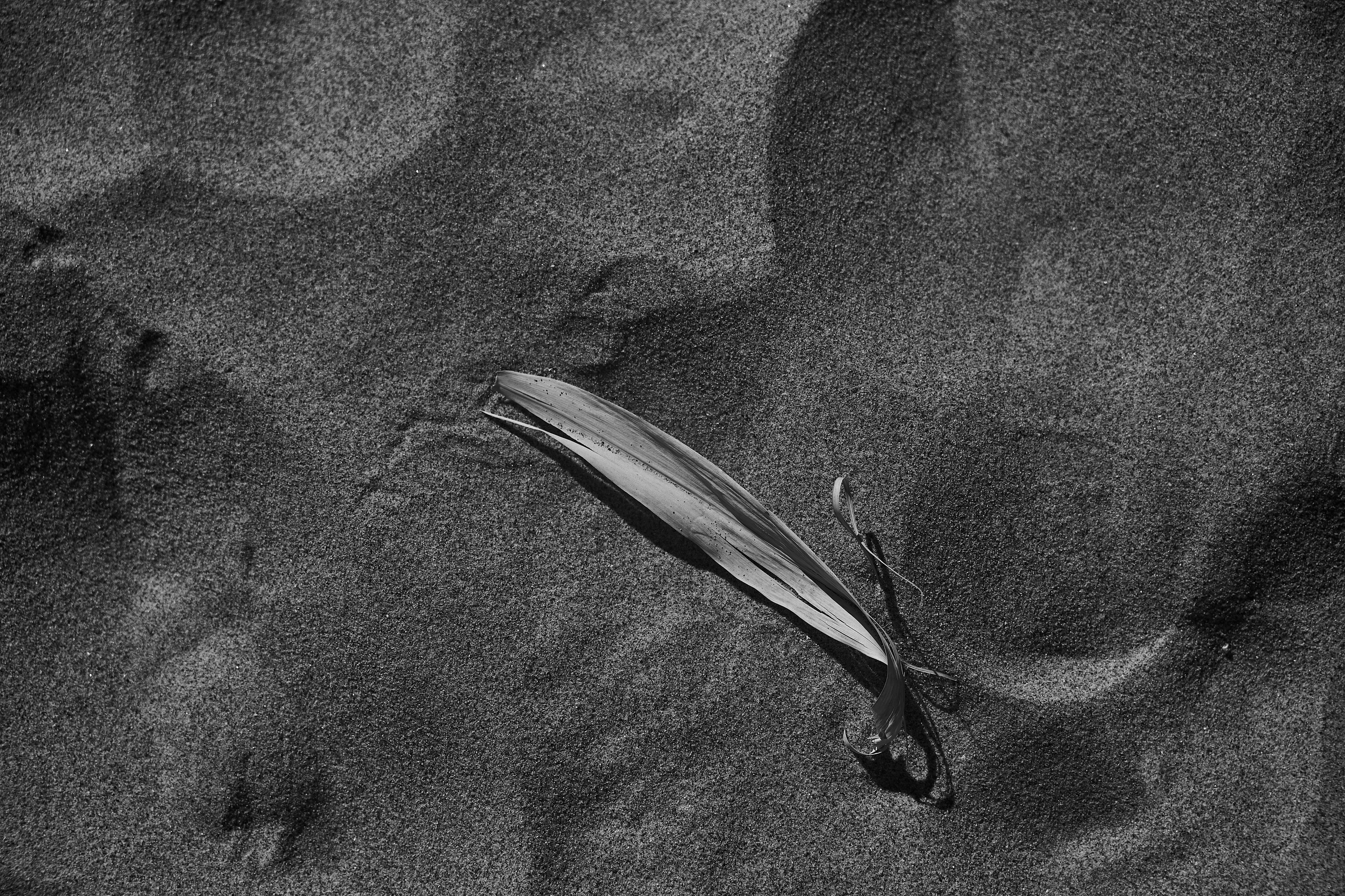 a close-up of a fish