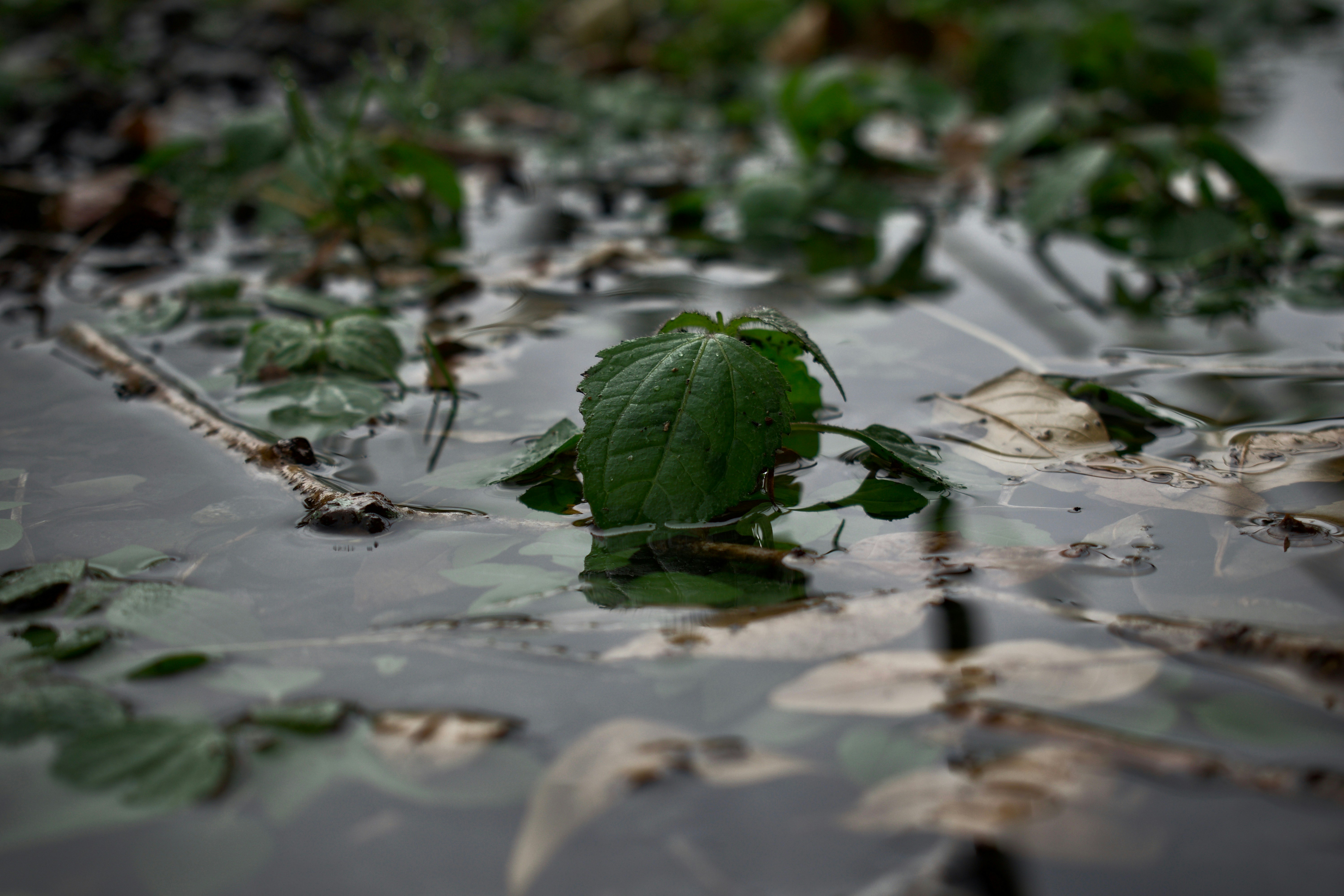 a frog on a leaf in the water