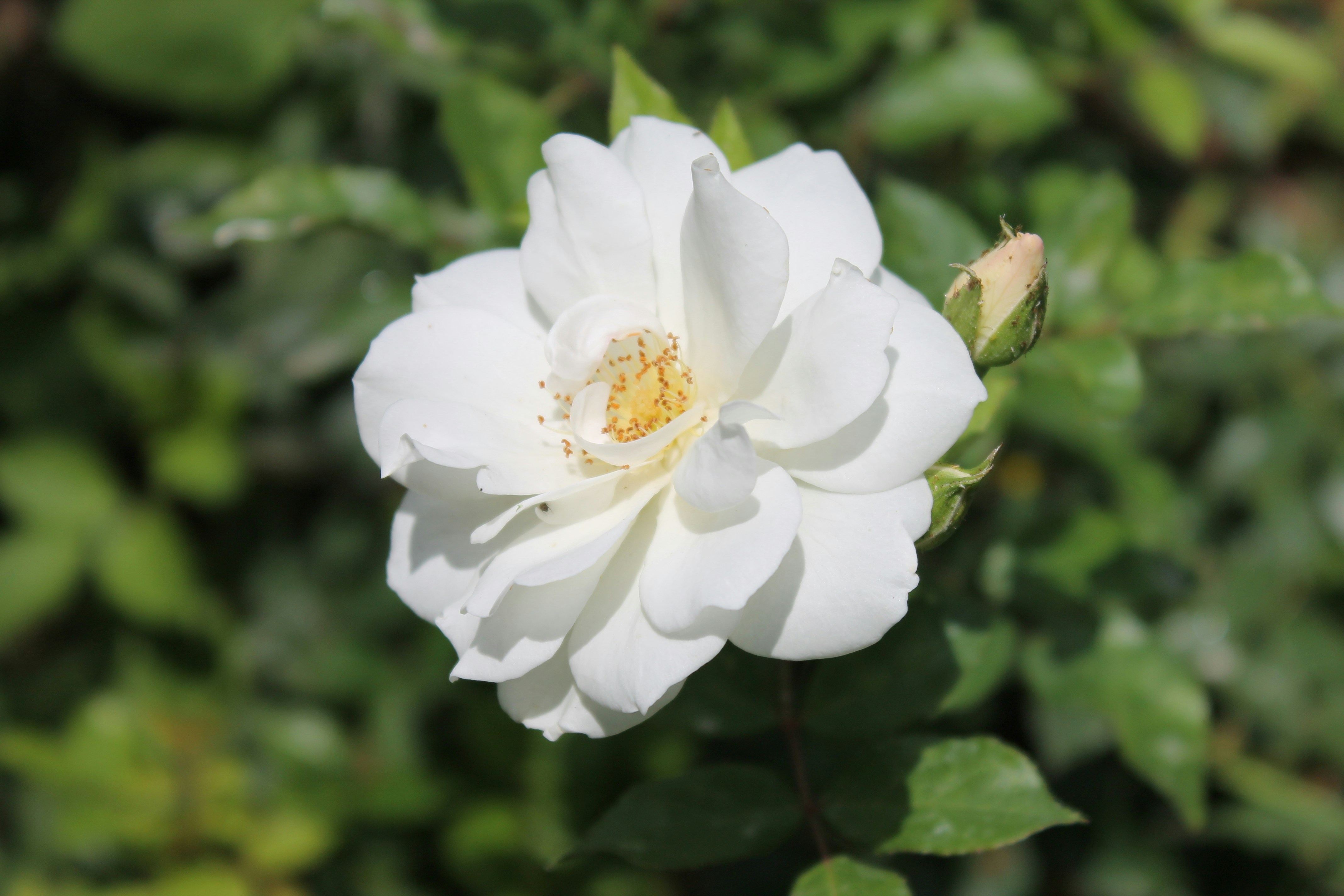 Photo by elmountassir1