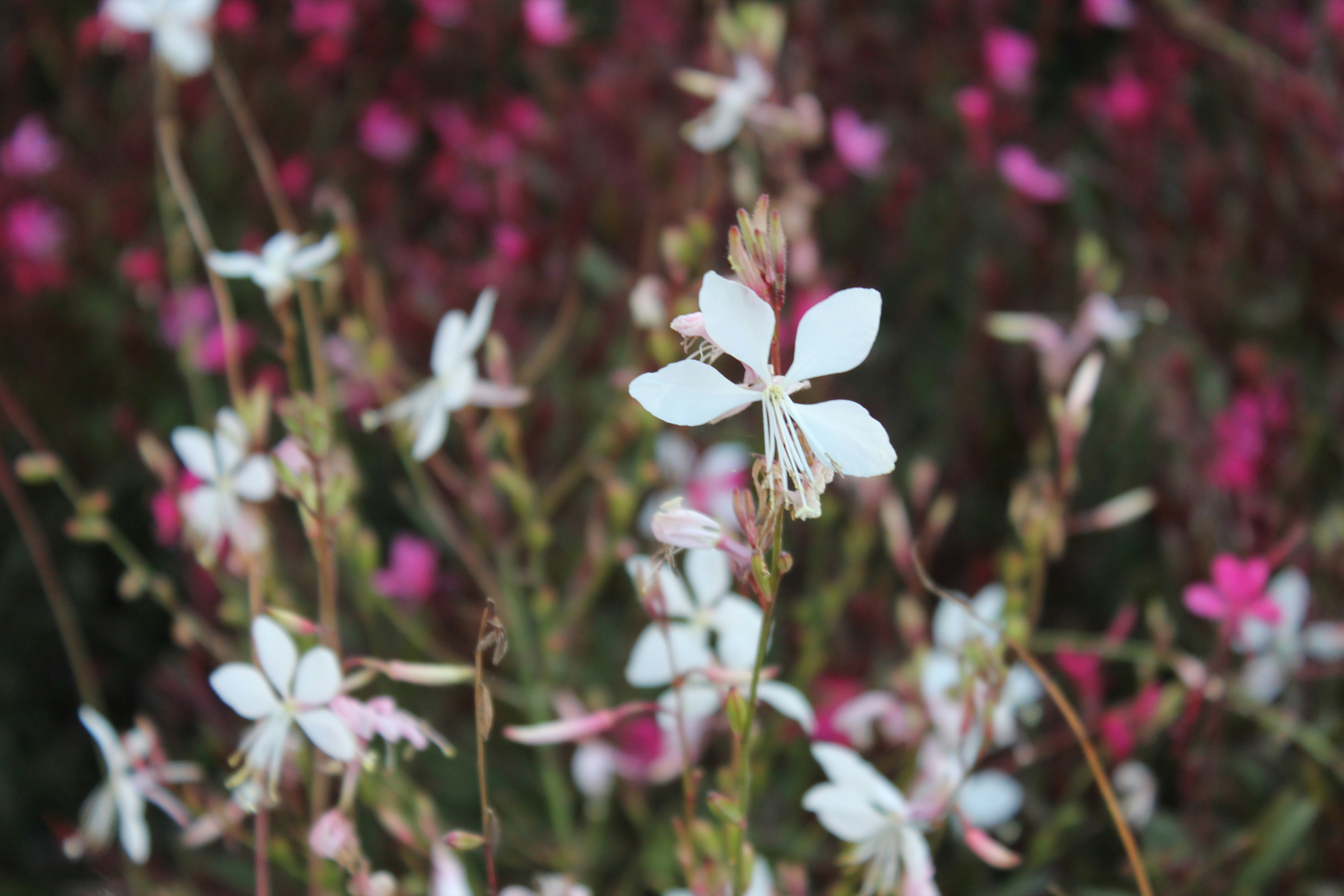 Photo by elmountassir1