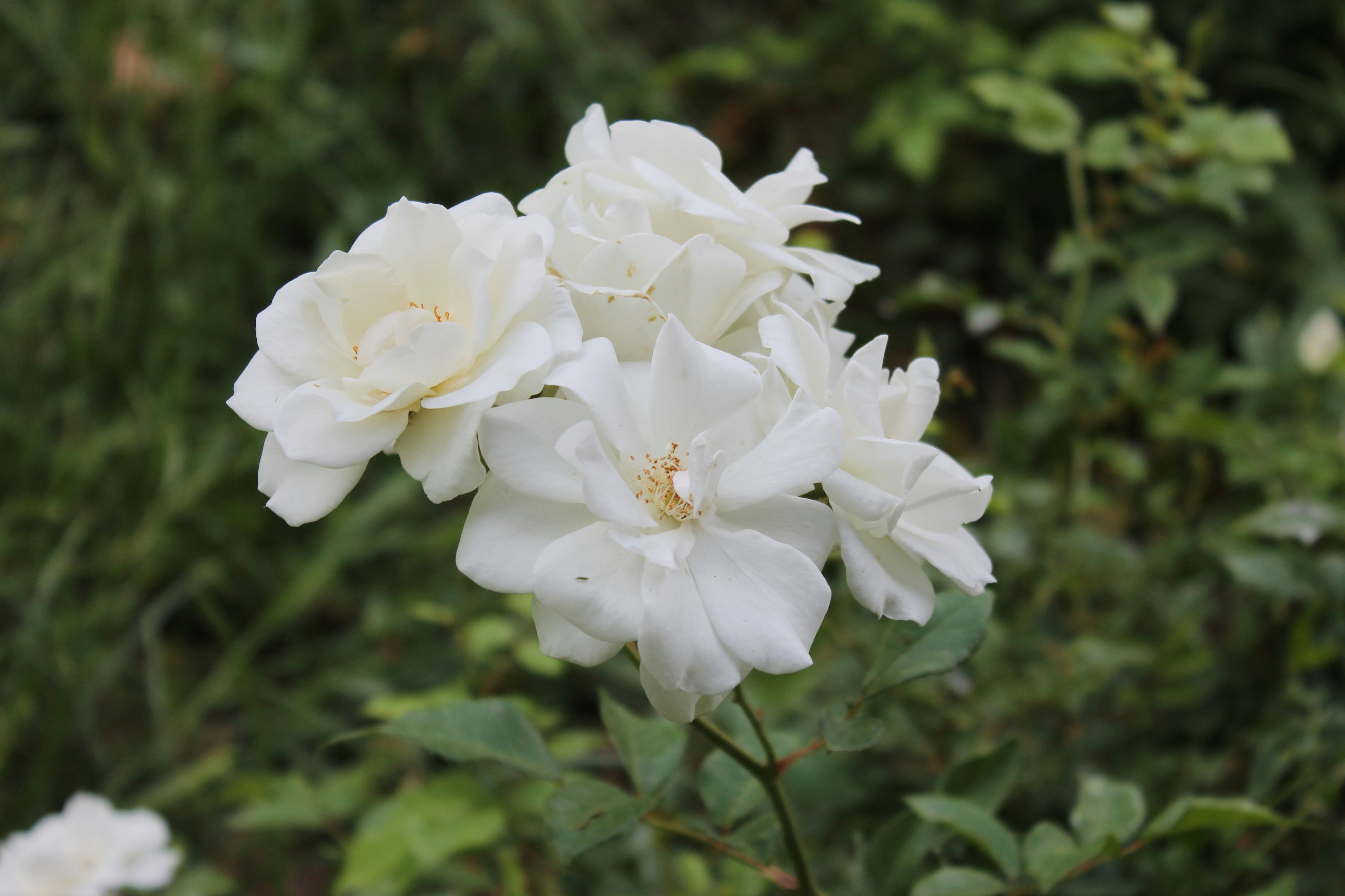 Photo by elmountassir1