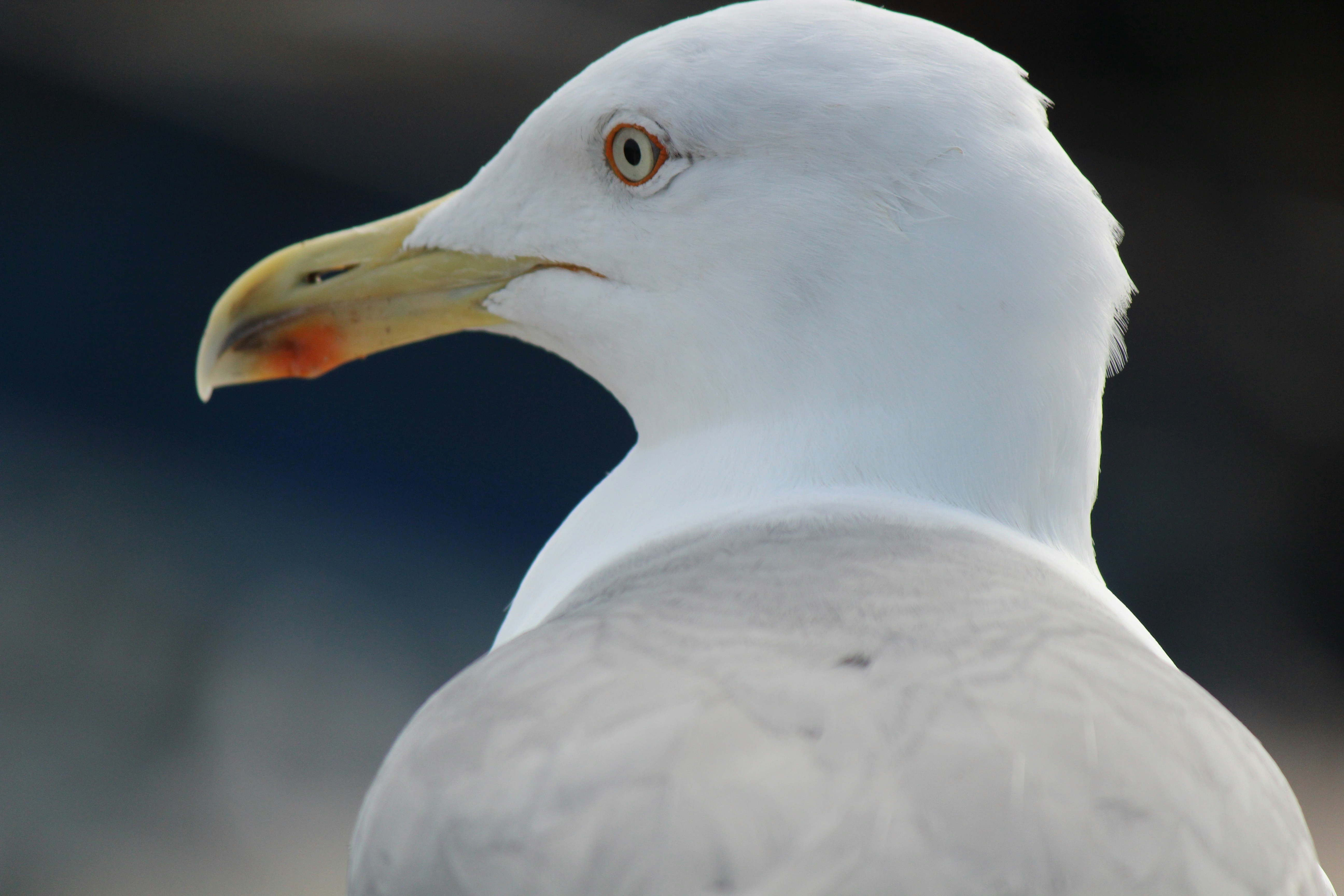 Photo by elmountassir1