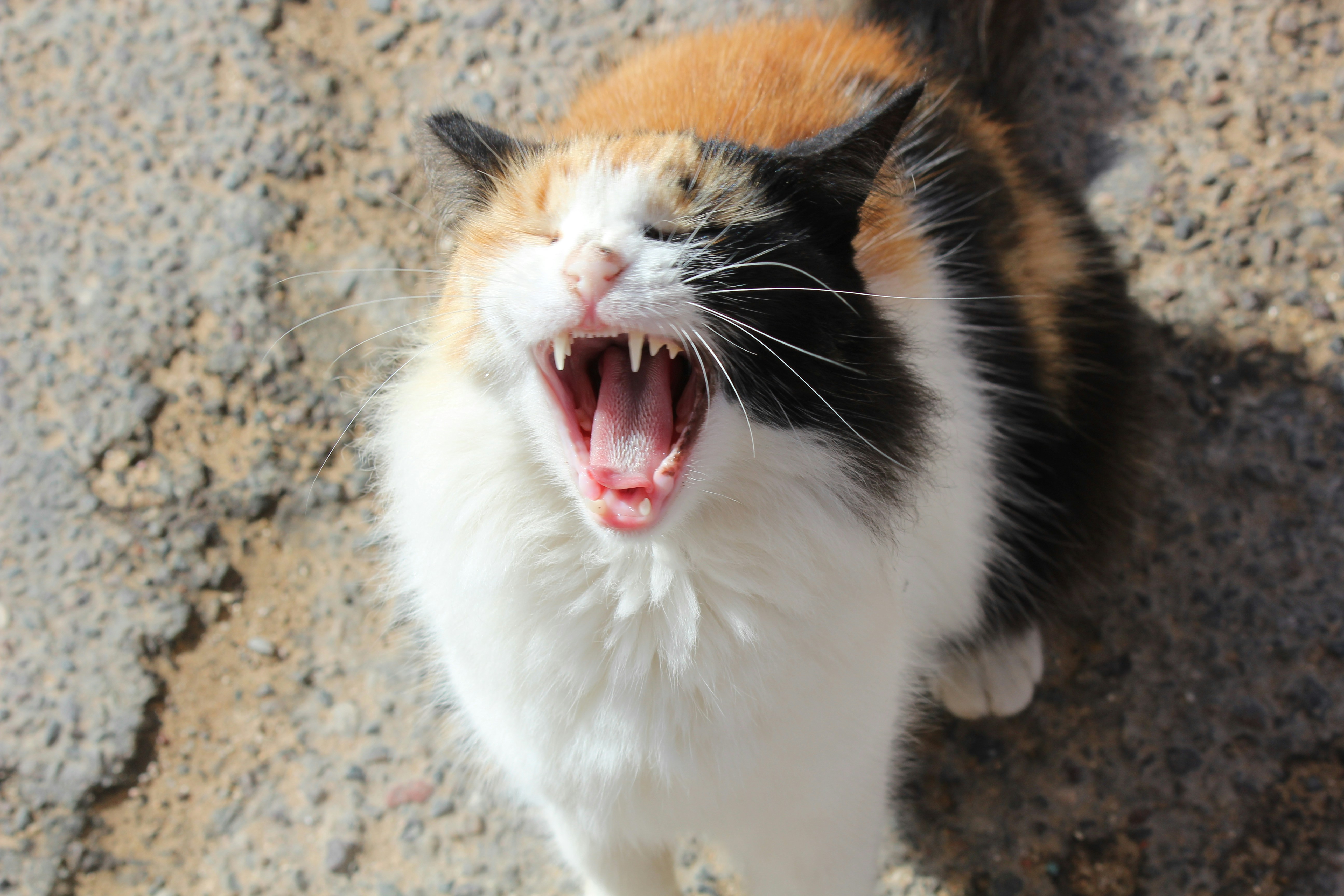 Photo by elmountassir1