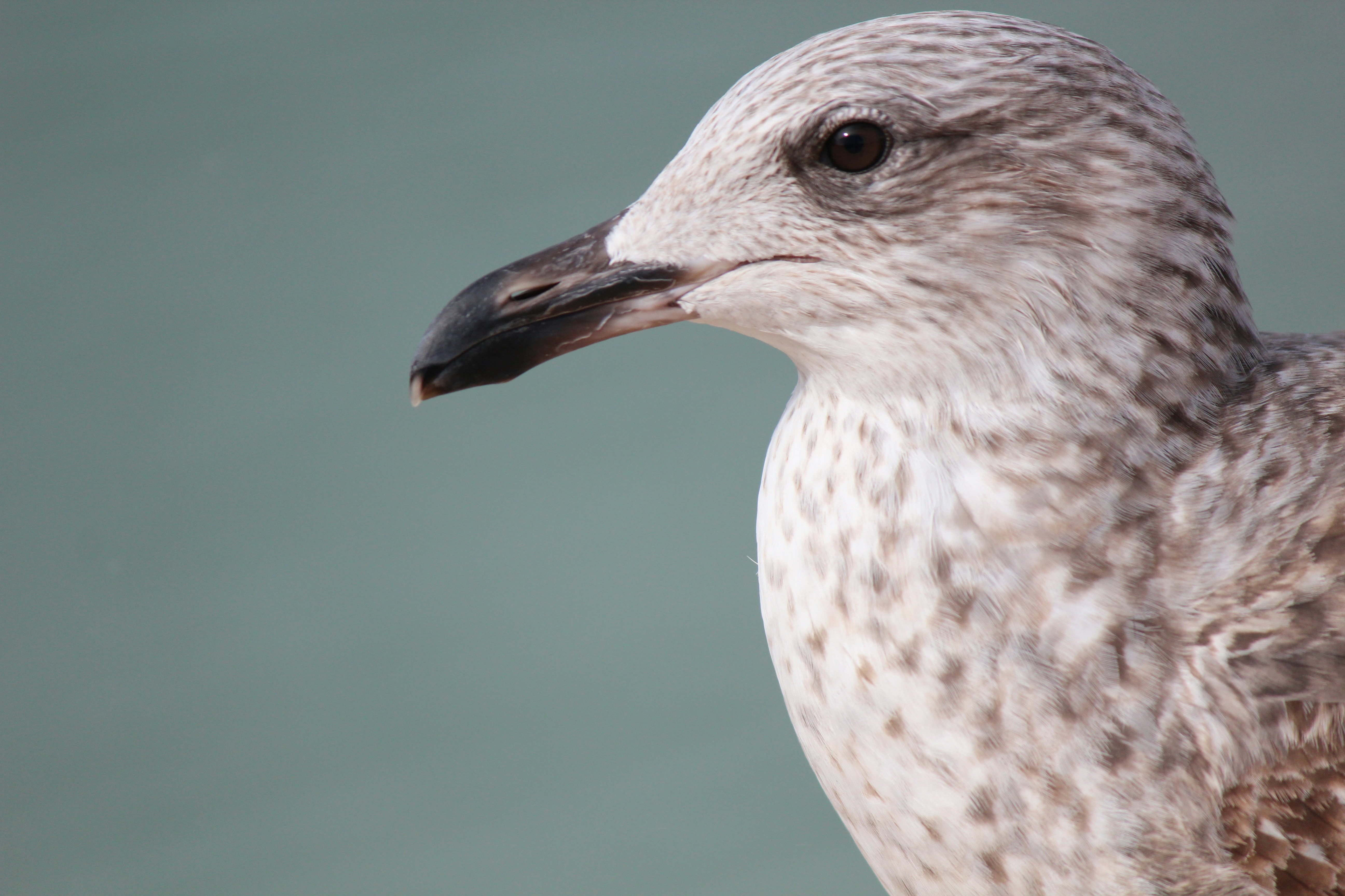 Photo by elmountassir1