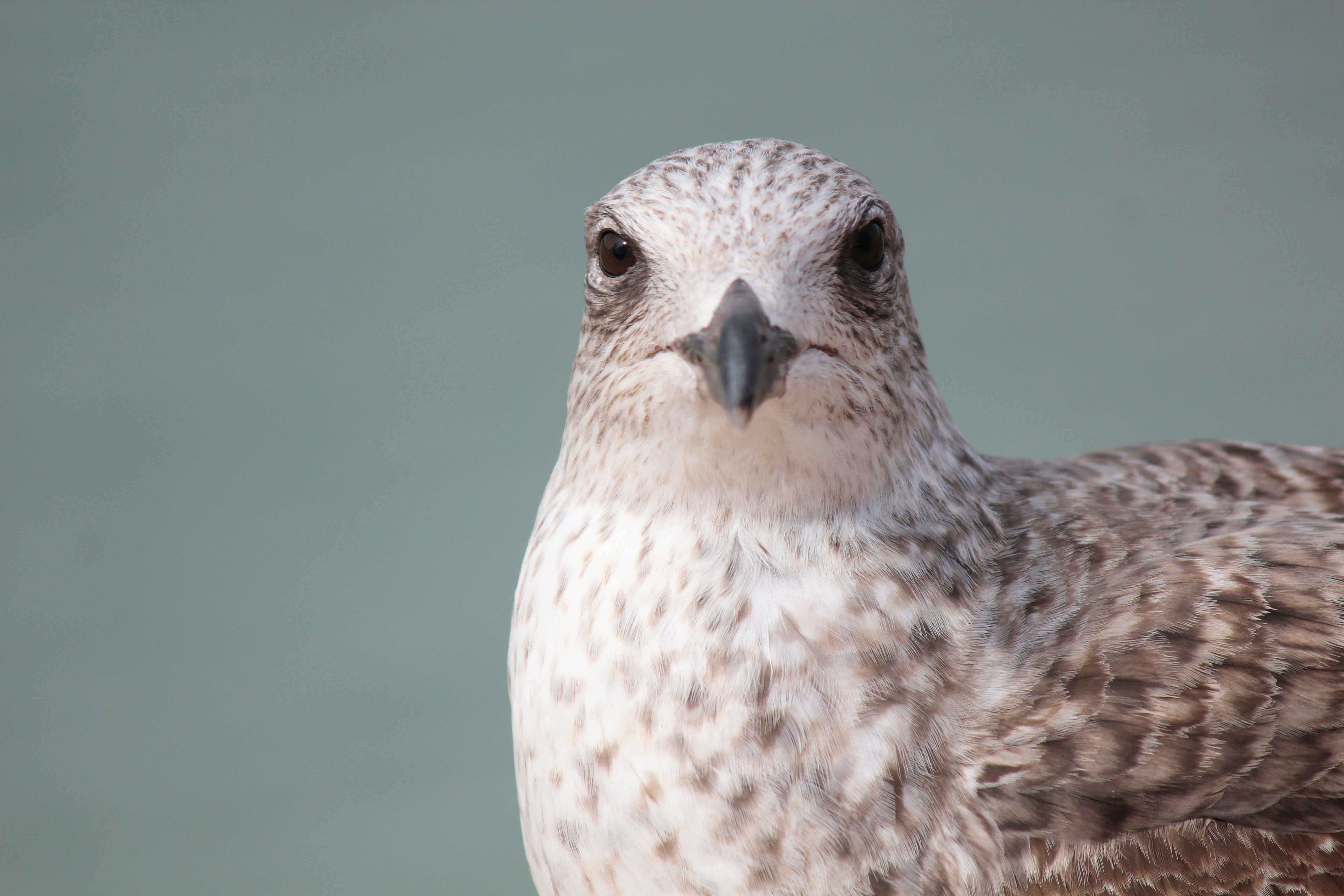 Photo by elmountassir1