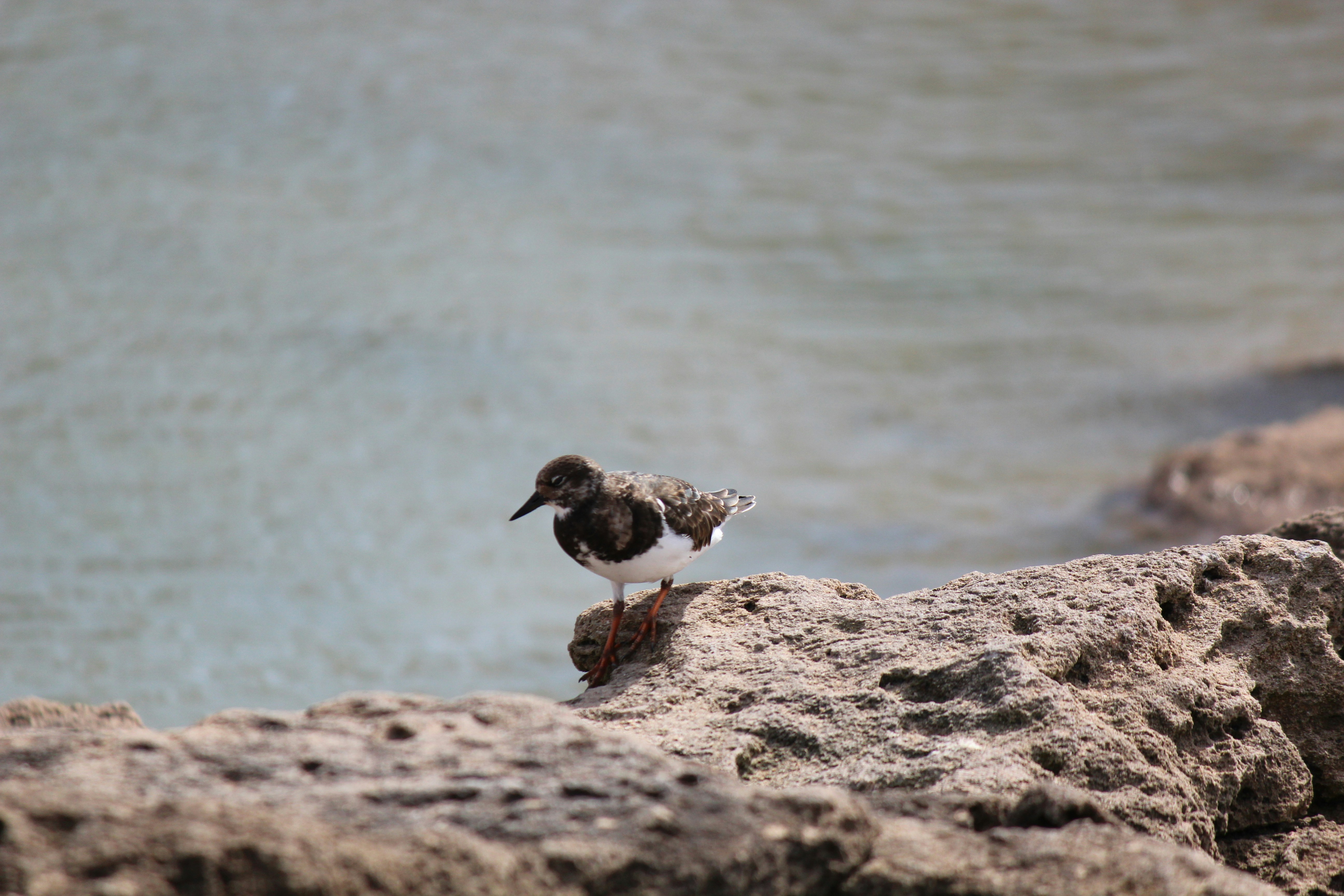 Photo by elmountassir1