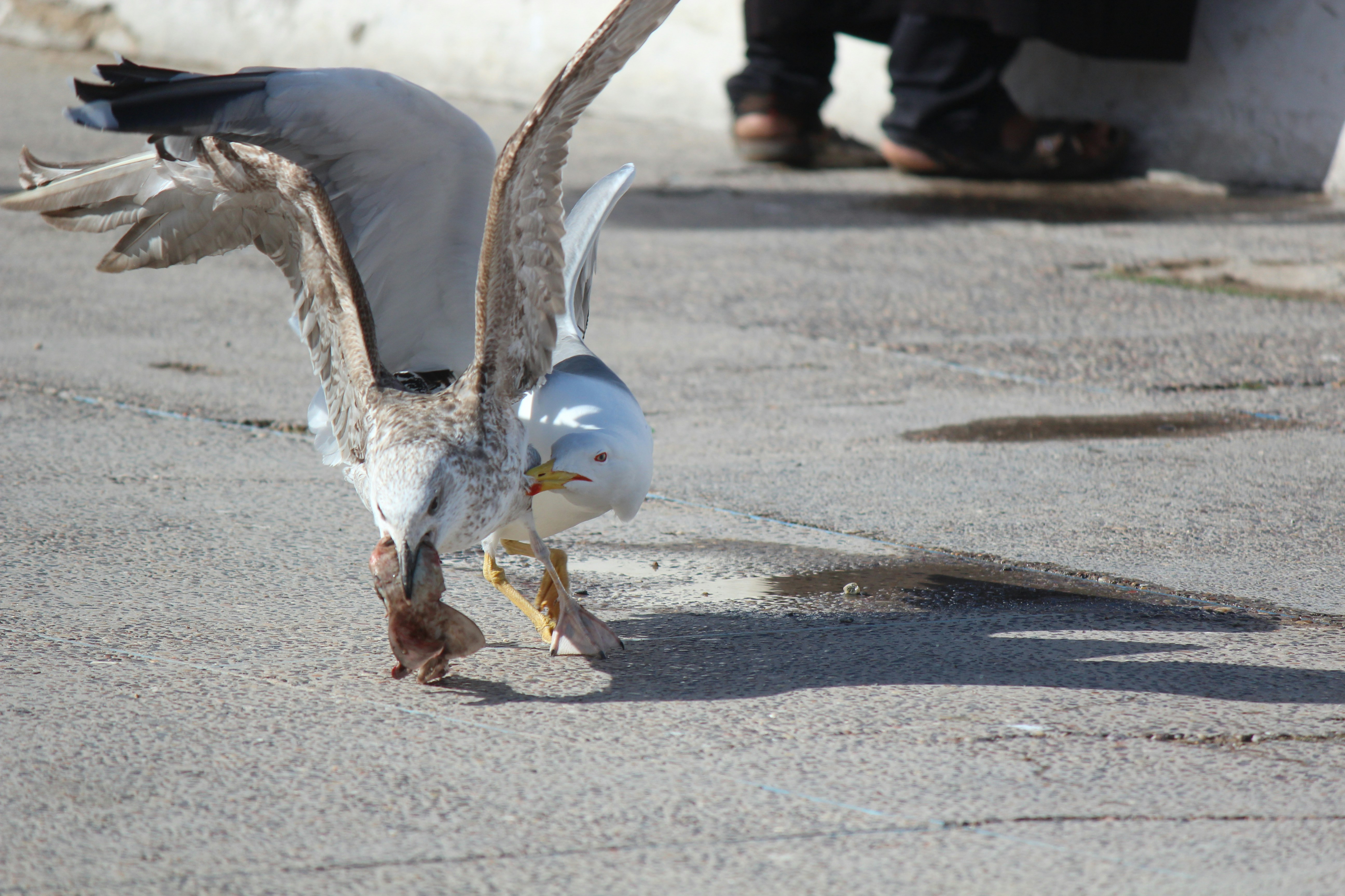a bird with a fish in its mouth