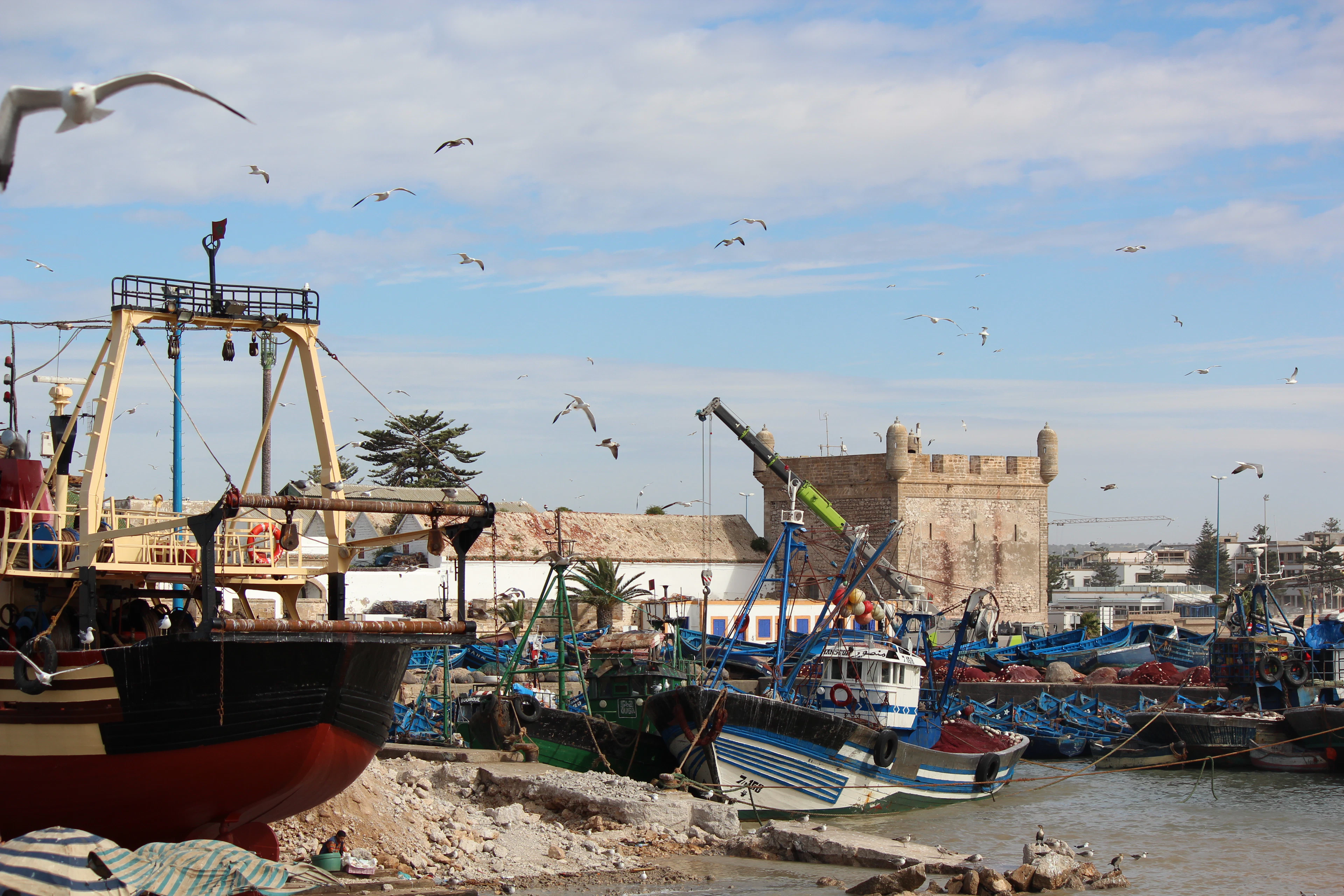 Seagulls swarm a fishing boat in Essaouira's harbor with the old fortress behind.