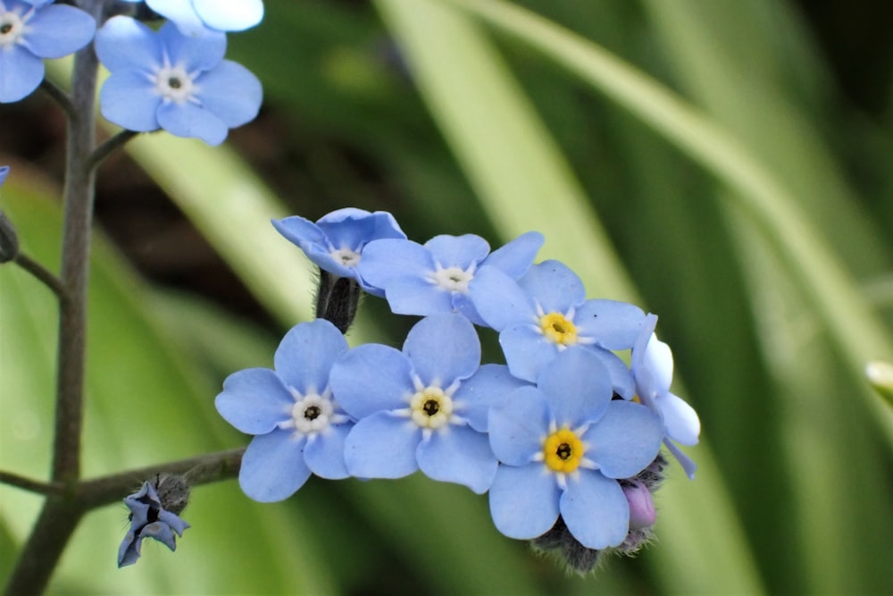 Un grupo de flores azules
