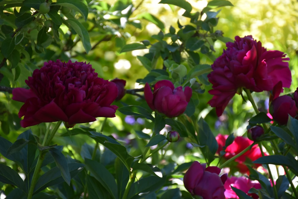 a group of flowers