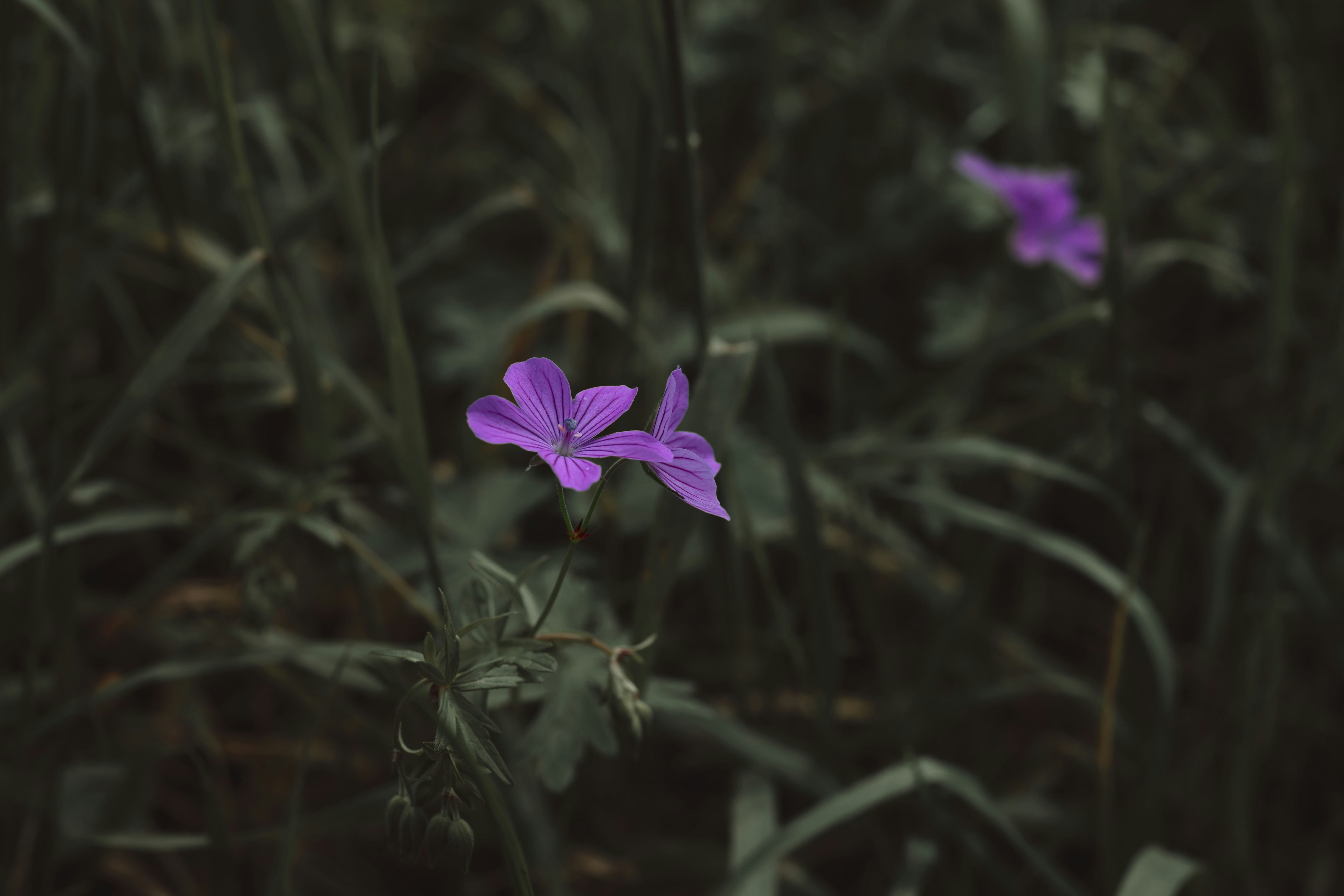 Photo by hcelmas