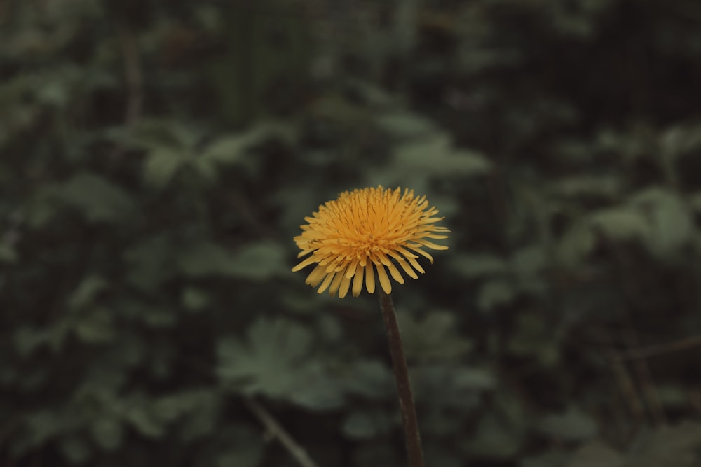 a yellow flower in a forest