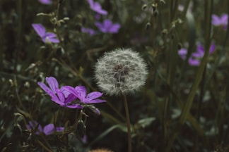 a close up of a dandelion flower