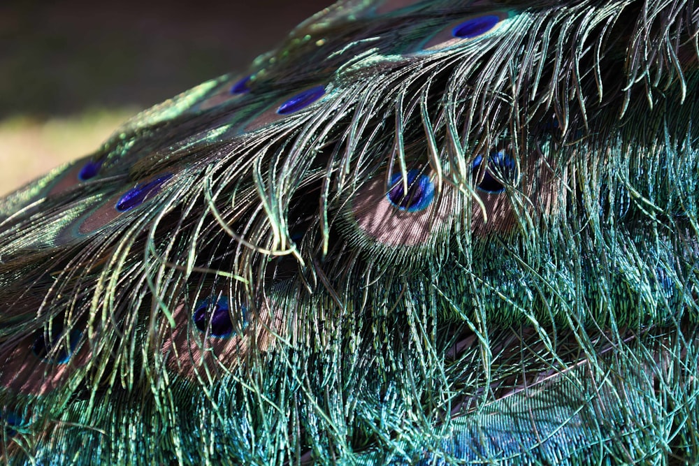 a close up of a peacock's head