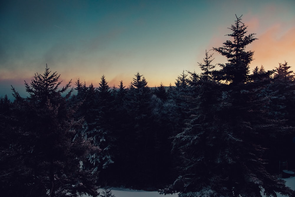 a snowy forest at sunset