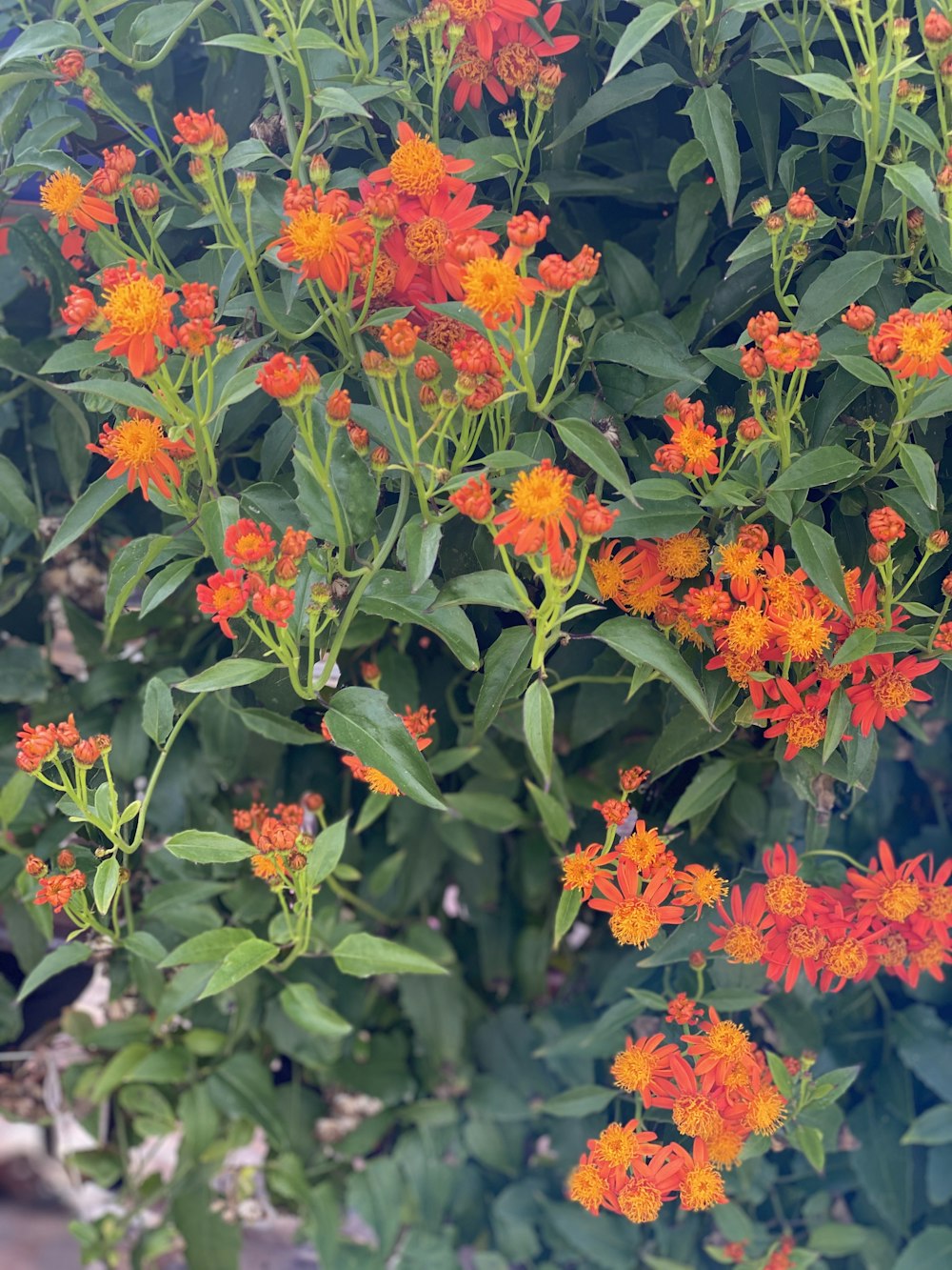 a group of flowers