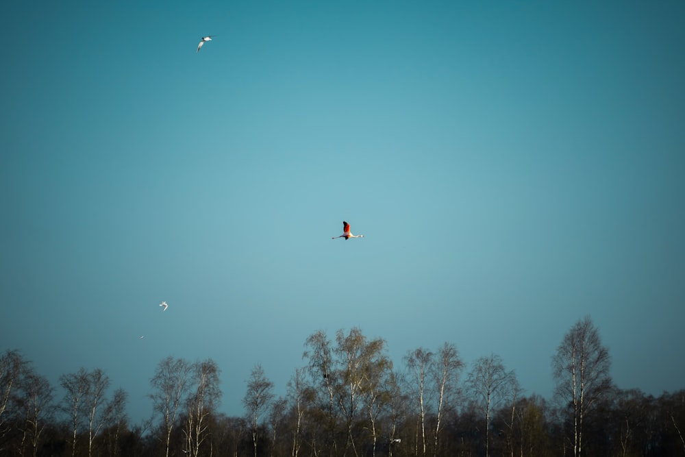 kites flying in the sky