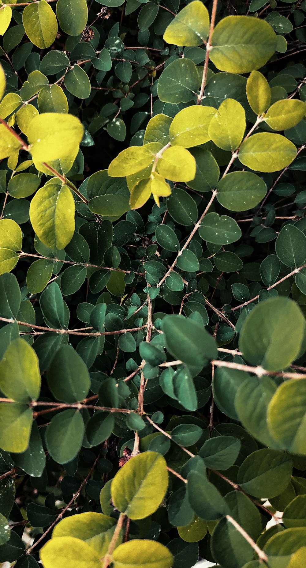 a tree with many leaves