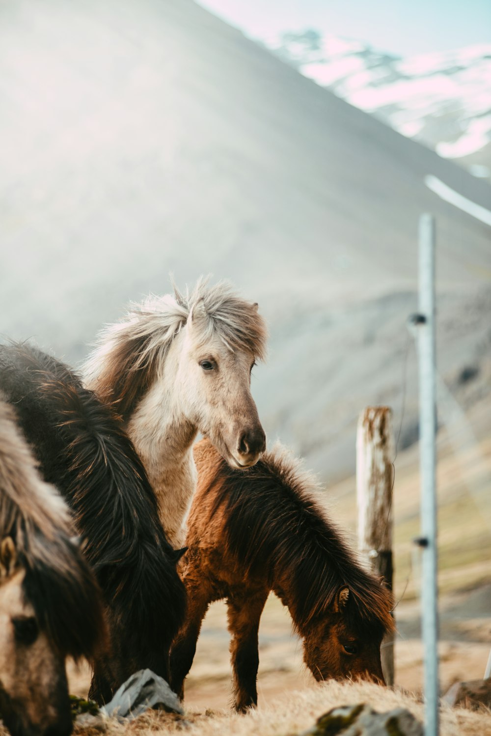 a group of horses stand near each other