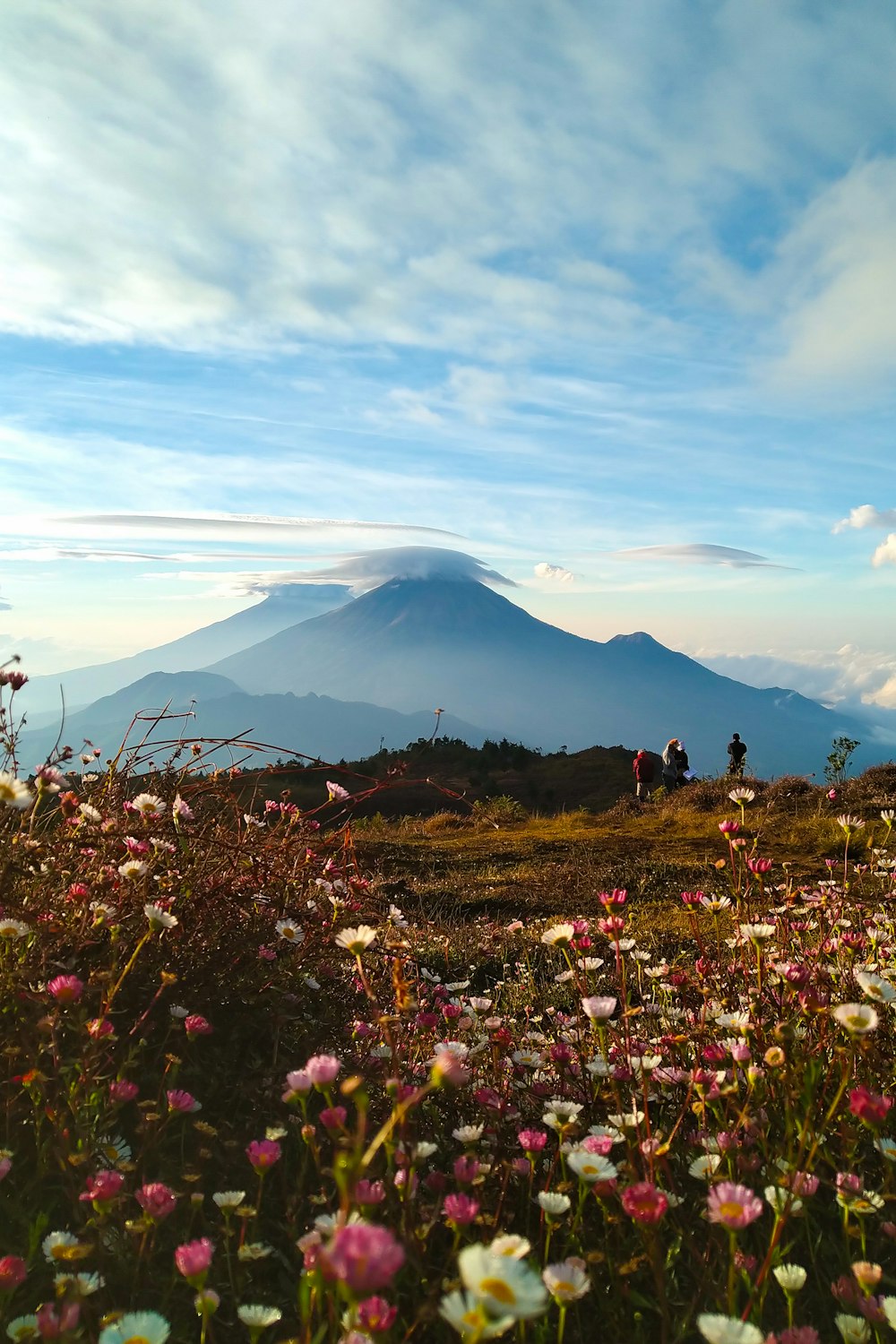 a field of flowers with a mountain in the background