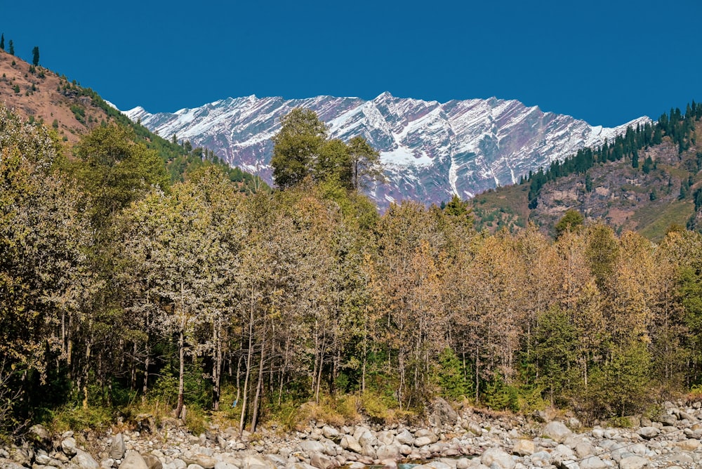 a rocky area with trees and mountains in the background