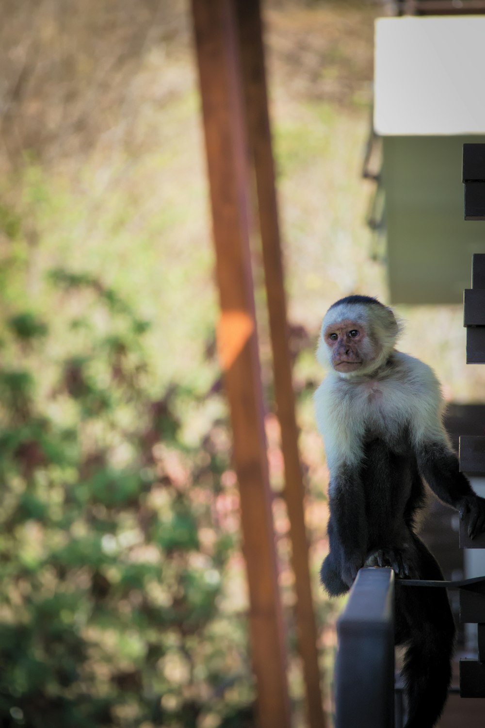a monkey sitting on a pole