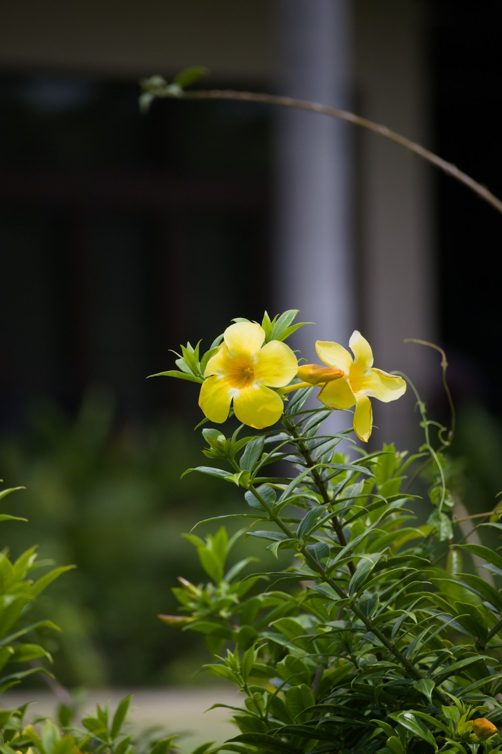 a close-up of some flowers