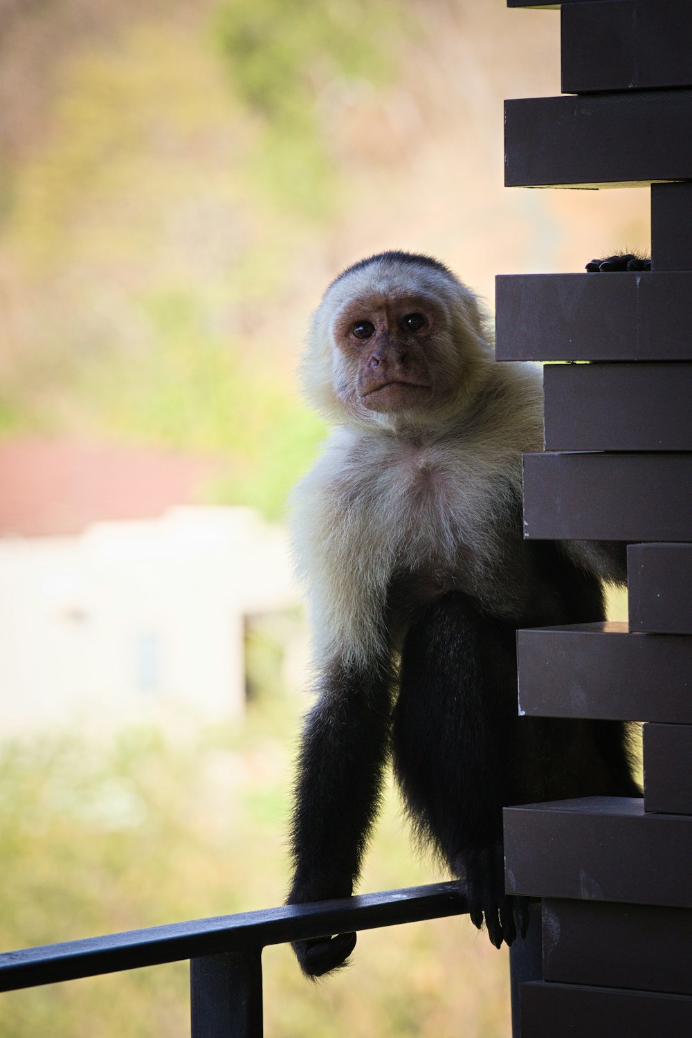 a monkey sitting on a fence