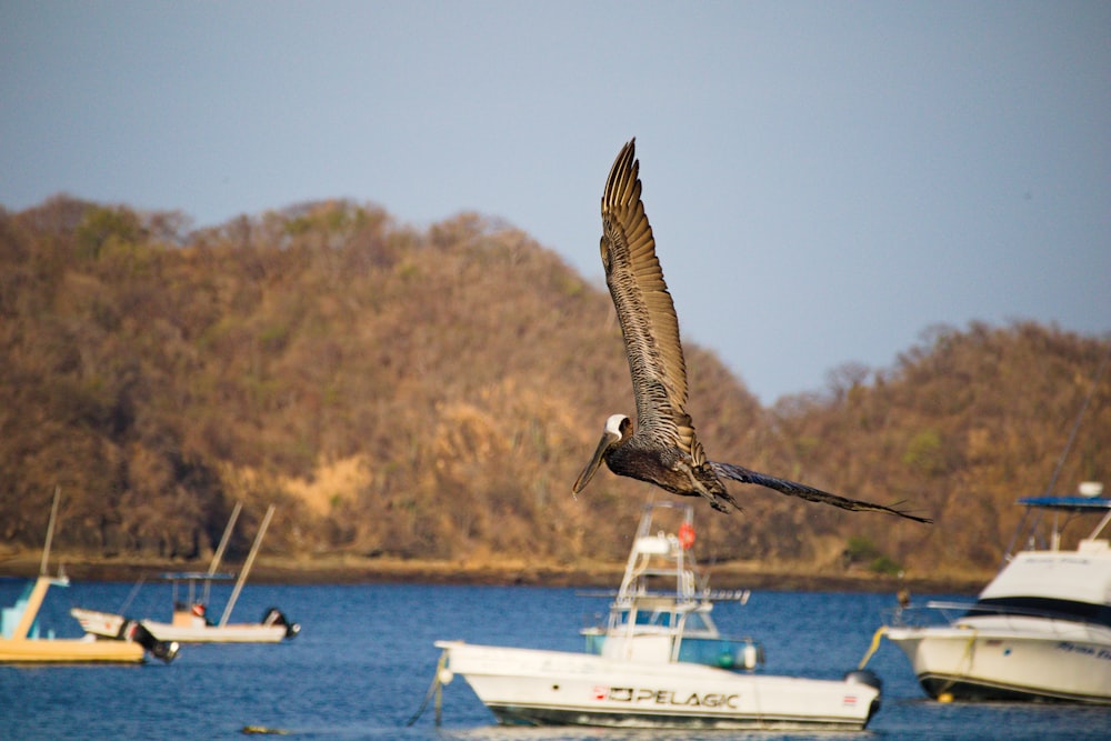 a bird flying over a boat