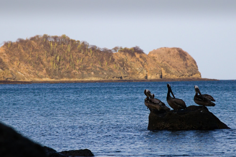 a group of birds on a rock in the water