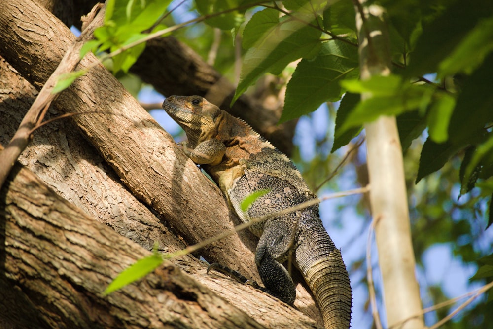 a lizard on a tree branch