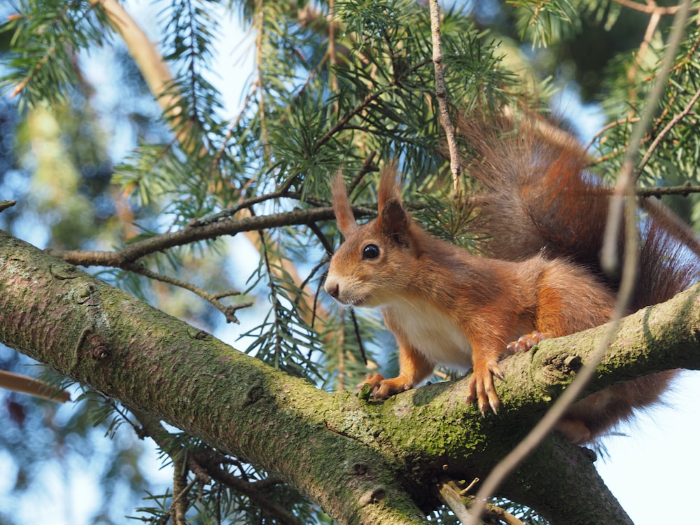 a squirrel on a tree branch