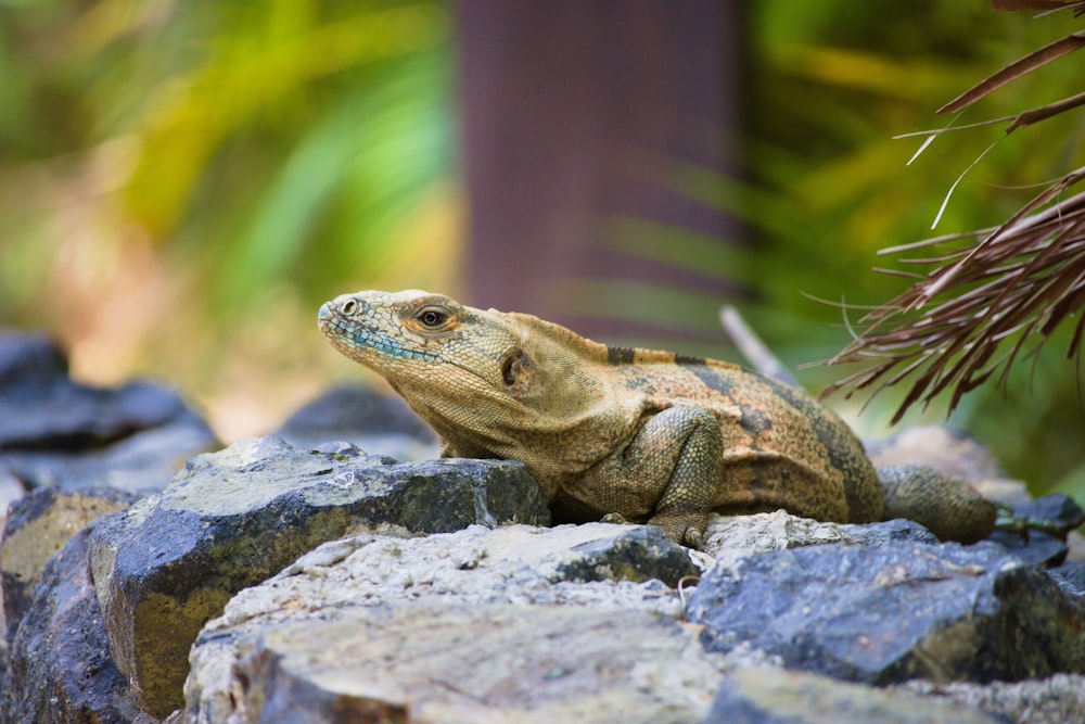 a lizard on a rock