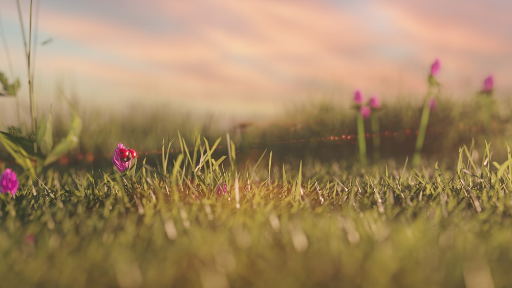 a field of grass with flowers