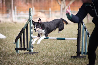 a dog jumping over a fence